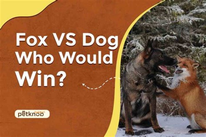 Do dog attack fox?
