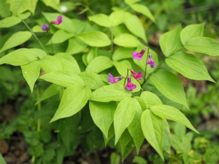 How to grow lathyrus vernus?