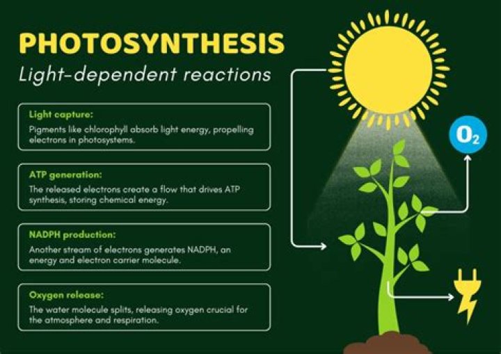 Is biosynthetic phase a dark reaction?