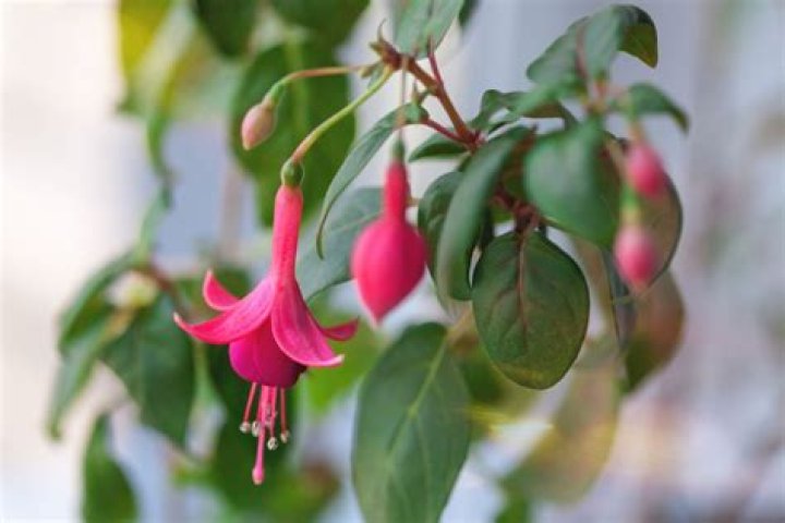 Should you prune fuchsias?