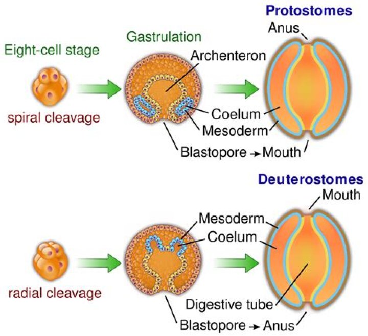 What do protostomes have in common?