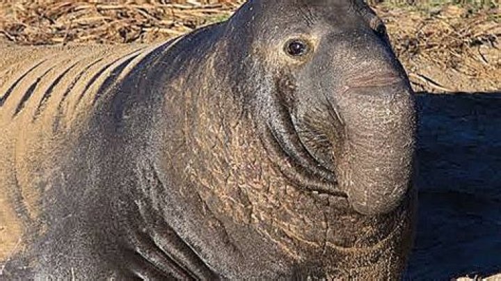 Which marine mammal is known as the wolf of the sea?